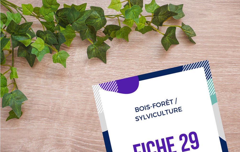 Fiche 29 B.jpg CV sylviculture